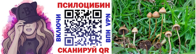цены   Бутурлиновка  Псилоцибиновые грибы Psilocybe 